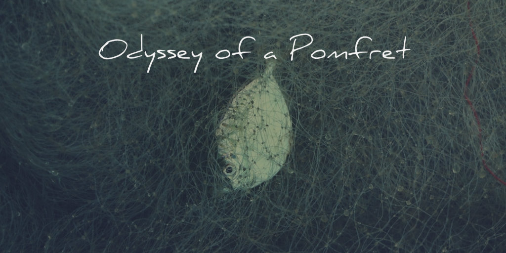 Odyssey of a Pomfret